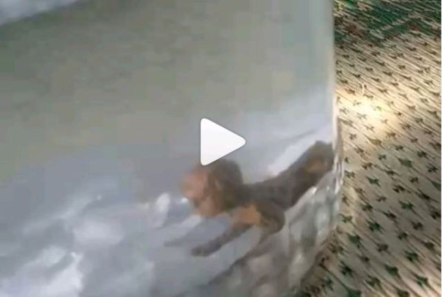 heboh-viral-video-warga-mengaku-menangkap-tuyul-di-wonosari-gunungkidul.jpg