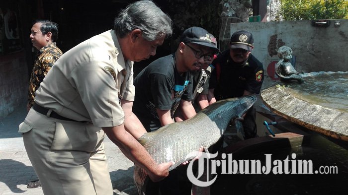 Ikan Arapaima Gigas Sudah Menyebar Hingga Surabaya