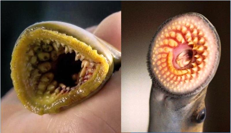 ikan-lampreys1_20160523_192705.jpg