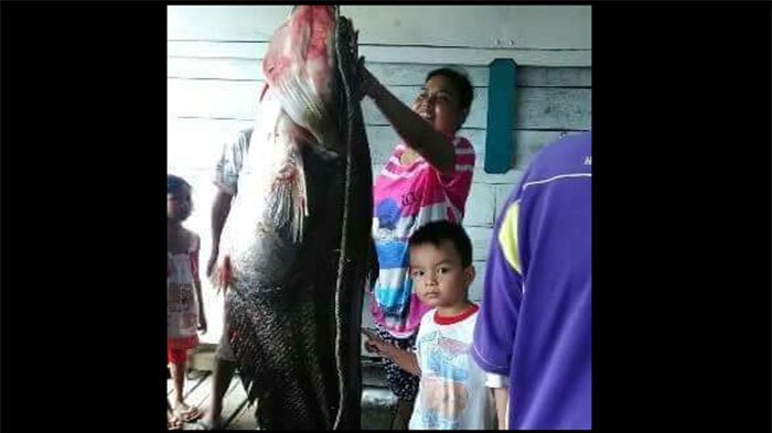 ikan-monster-serang-warga-ok_20170922_062624.jpg