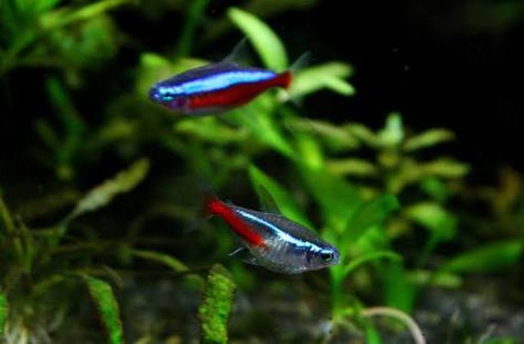 ikan-neon-tetra-cocok-untuk-ikan-dalam-aquascape_20171206_071341.jpg