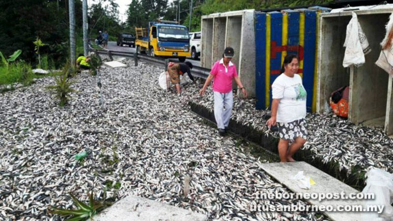 ikan-tumpah_0507_20170705_213514.jpg