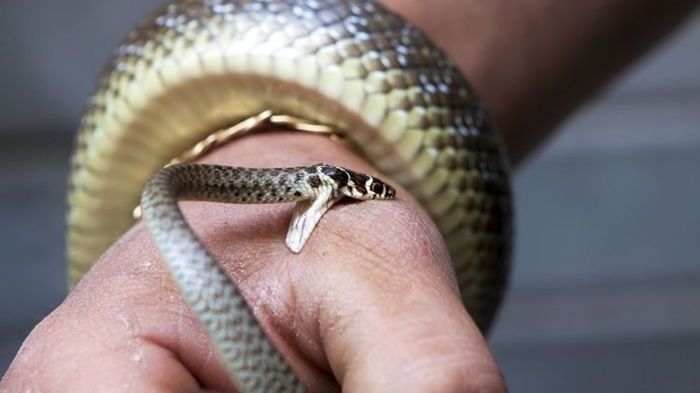 Arti Mimpi Digigit Ular di Bagian Kaki, Hati-hatilah Akan Ada Orang yang Menghambat Anda