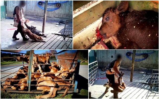 Terungkap, Sisi Kelam Industri Susu Sapi Selandia Baru yang Teramat Kejam