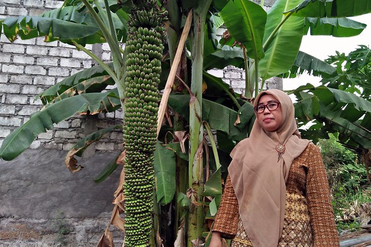 jumiati-di-dekat-pohon-pisang-miliknya-yang-berbuah-ribuan_20181026_093102.jpg