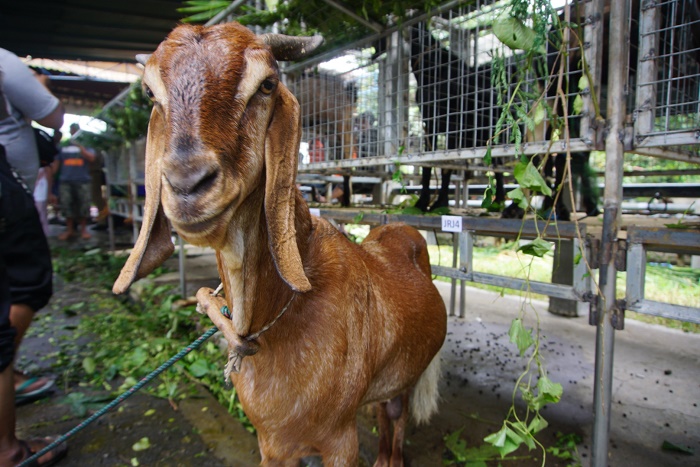 kambing-jawa-randu-khas-magelang.jpg