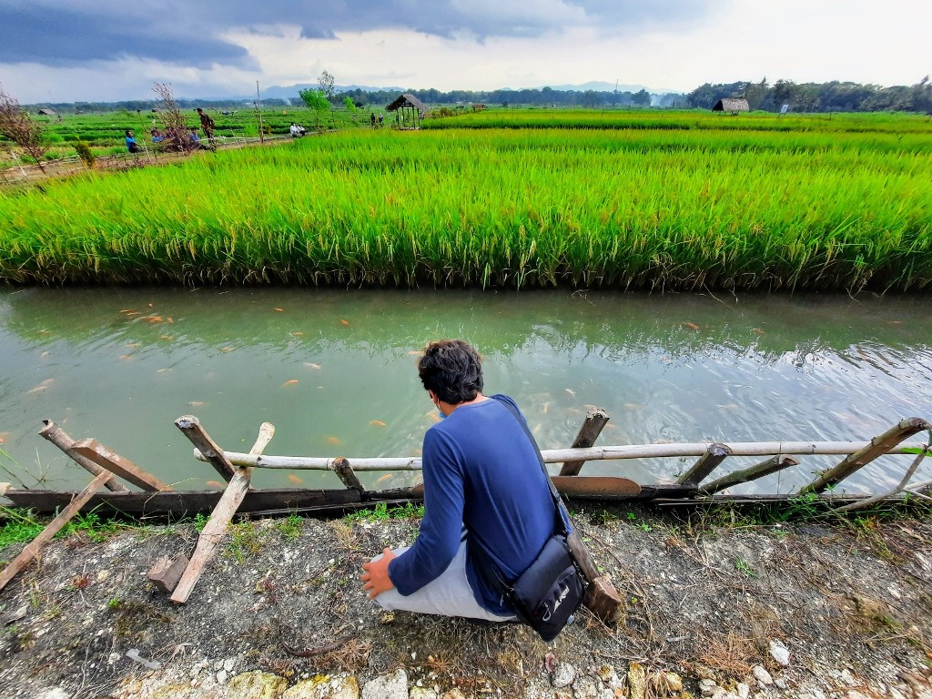 kawasan-mina-padi-di-pedukuhan-temu-kalurahan-pulutan-kapanewon-wonosari.jpg