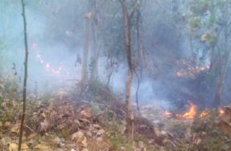 kebakaran-hutan-jati-di-dusun-jasem-desa-drimulyo-kecamatan-piyungan1_20170827_180419.jpg