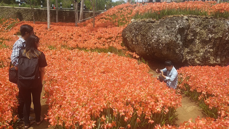 Kebun Bunga Amarilis di Gunungkidul Kembali Diserbu Wisatawan