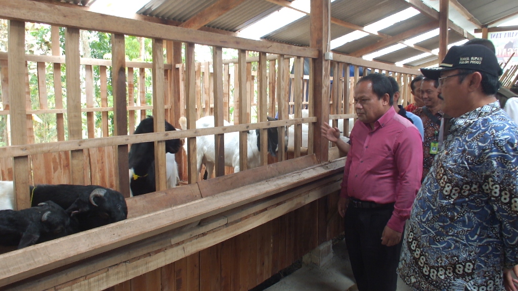 kementan-fasilitasi-korporasi-usaha-peternak-kambing-etawa-di-samigaluh.jpg
