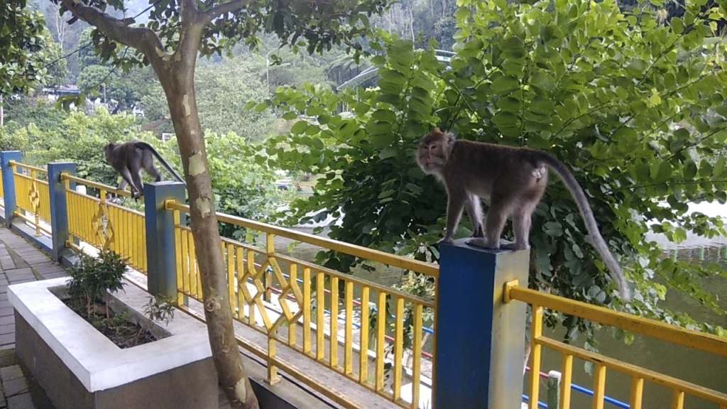 Monyet Lereng Gunung Merapi Menjarah Makanan, Resahkan Pedagang di Wisata Tlogo Putri Sleman