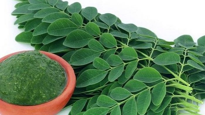 khasiat-daun-kelor-membantu-menurunkan-kolesterol-simak-sederet-manfaat-moringa-berikut-ini.jpg