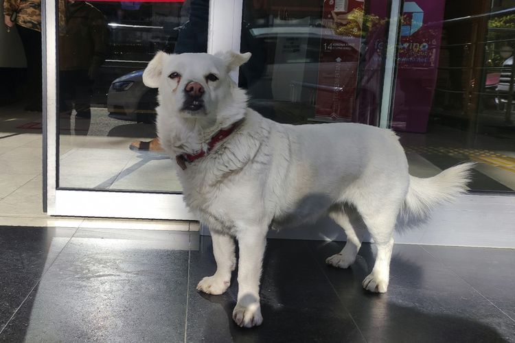 kisah-anjing-setia-asal-turki-boncuk-tunggui-tuannya-di-rumah-sakit.jpg