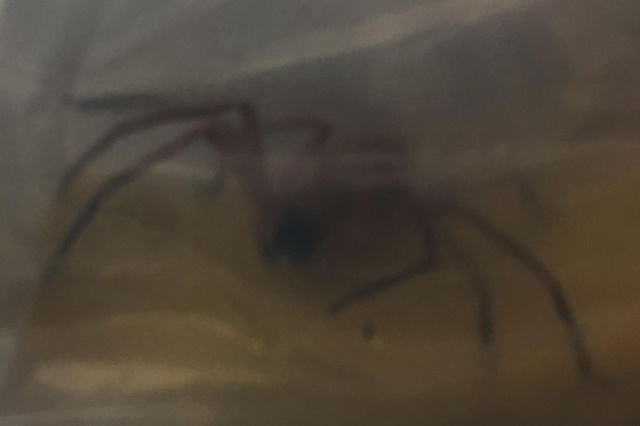 Pria Ini Tak Sengaja Bakar Rumahnya Gara-gara Ingin Bunuh Laba-laba