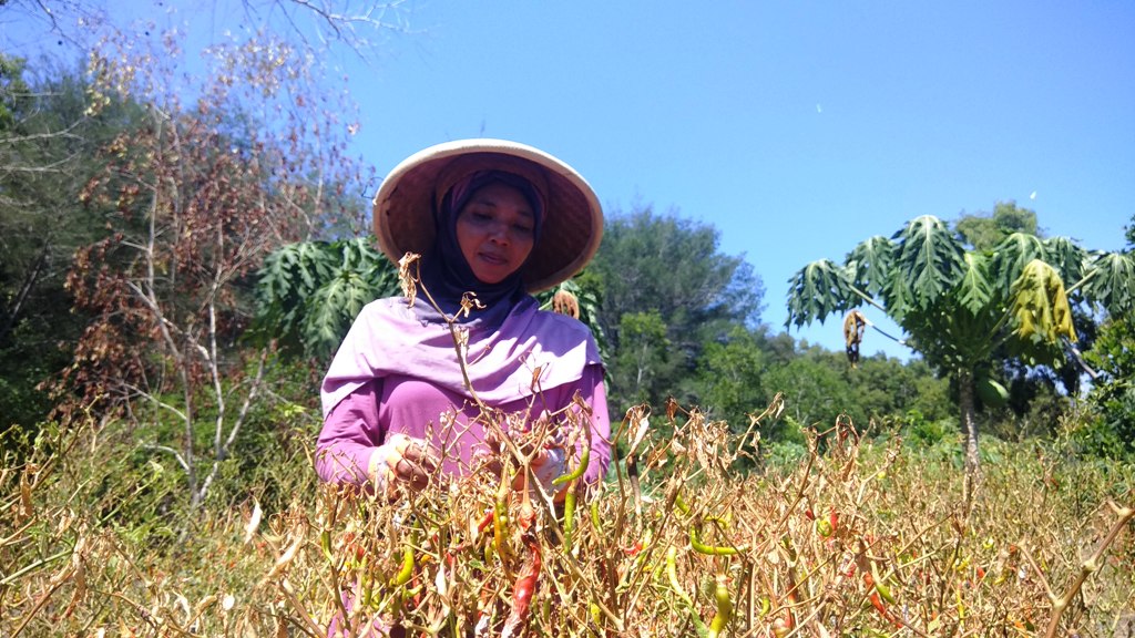 DKPP Bantul Sebut Sekitar 100-an Hektare Lahan Cabai Terkena Patek