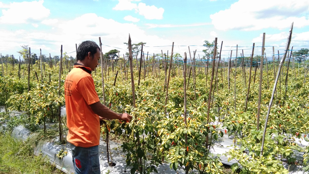 merana-karena-harga-jual-anjlok-petani-cabai-di-klaten-bisa-balik-modal-saja-syukur.jpg