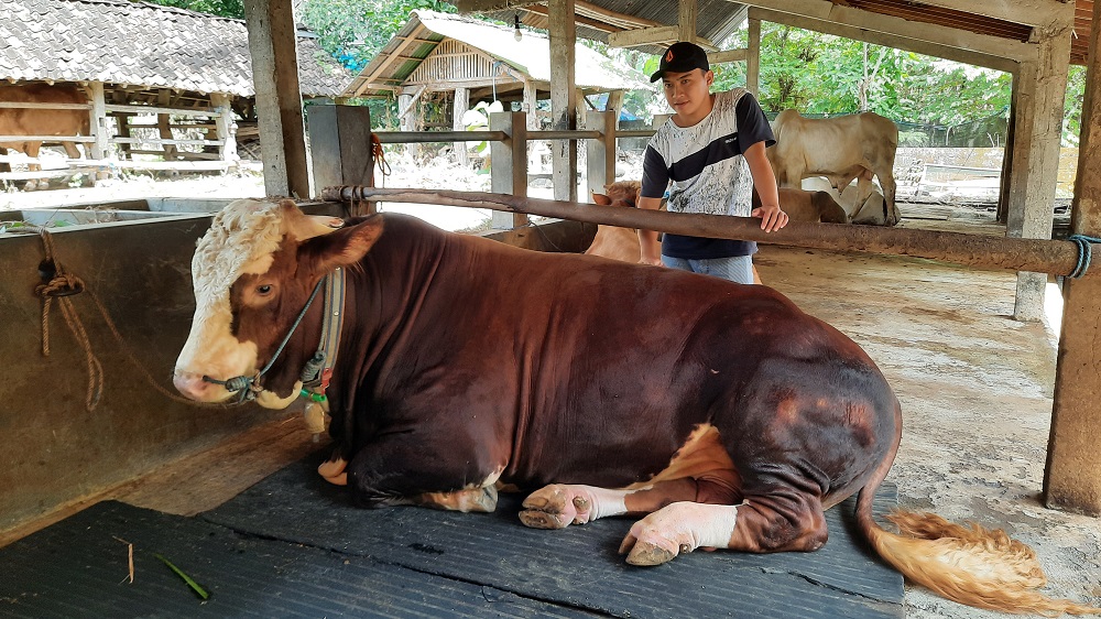 meski-berat-warga-bantul-lepas-gombloh-sapi-klangenannya-untuk-kurban-presiden-jokowi.jpg