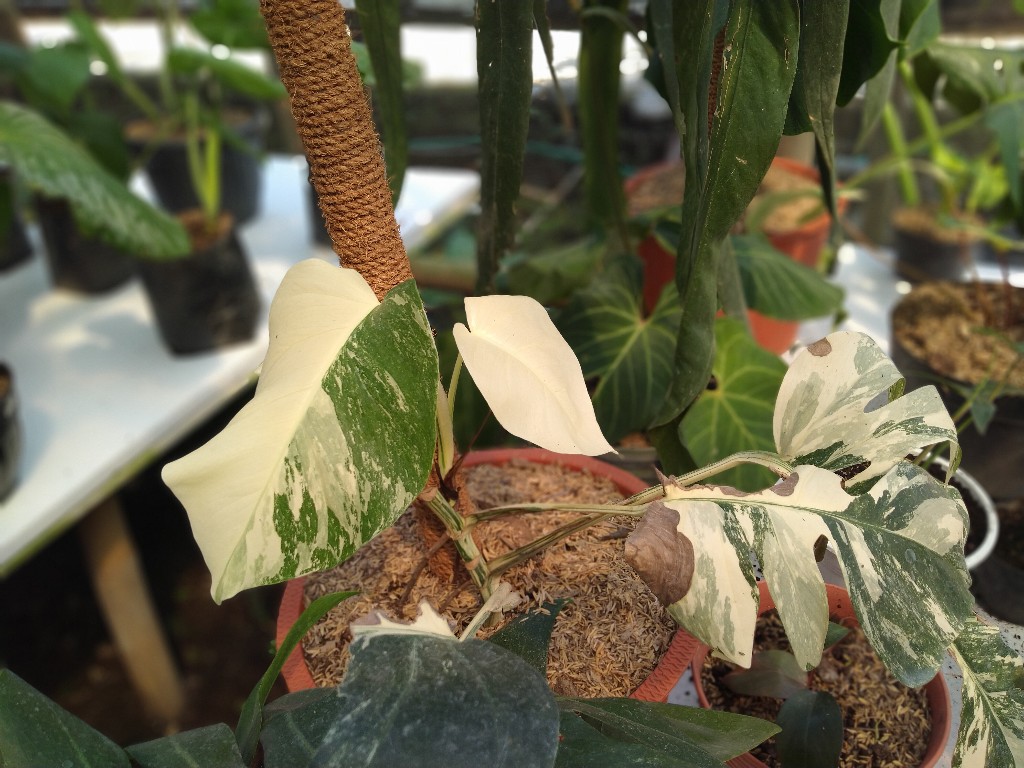 monstera-variegata-ekstrim.jpg