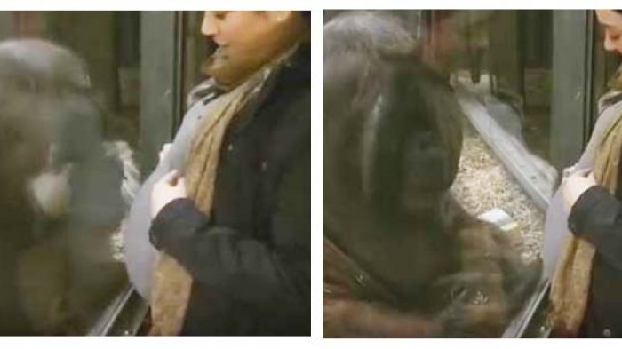 orangutan-cium-ibu-hamil_20170109_091223.jpg