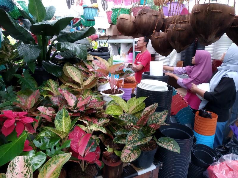 Silahkan Coba, Membersihkan Daun Tanaman Hias Menggunakan Cara Cara Berikut Ini Direkomendasikan
