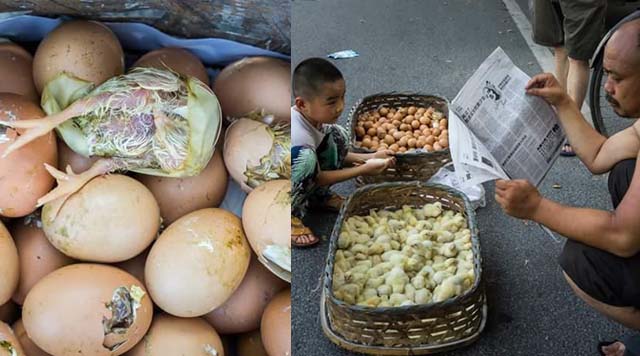 pebisnis-ayam_20160726_124223.jpg