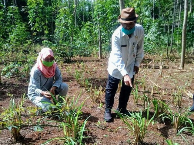 penanaman-lahan-jali-gunungkidul.jpg