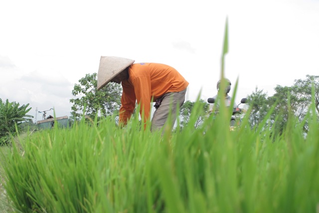 petani-klaten_2007_20160720_202638.jpg