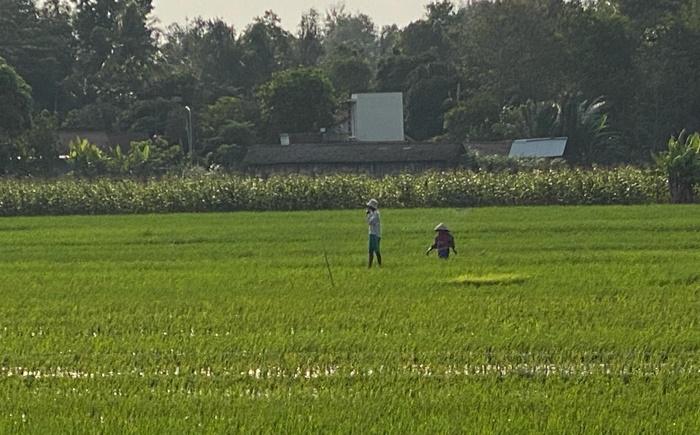 petani-padi-di-Kabupaten-Bantul.jpg