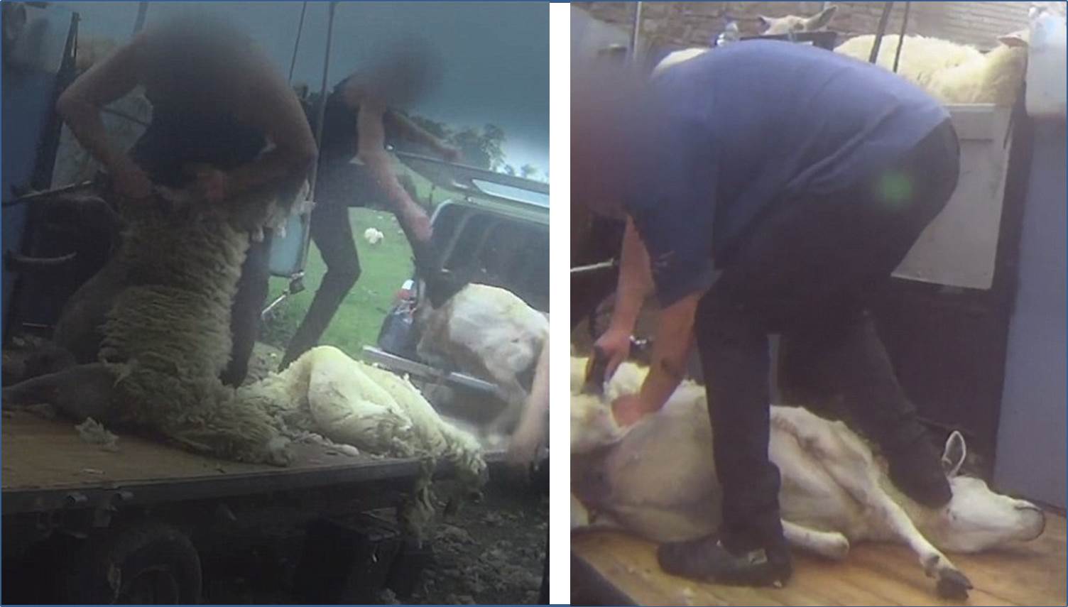 Penyelidik Rahasia Ungkap Perlakuan Keji Pekerja Terhadap Domba Penghasil Wol