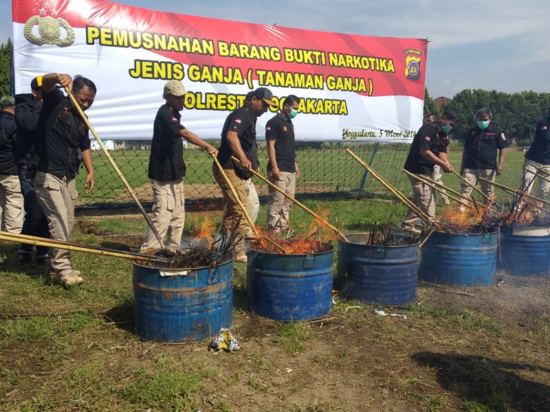 polresta-yogyakarta-musnahkan-1083-batang-tanaman-ganja-dibakar-di-dalam-drum.jpg