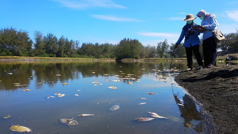ribuan-ikan-mati-dlh-diy-turun-lapangan-cek-kondisi-air-laguna-trisik.jpg