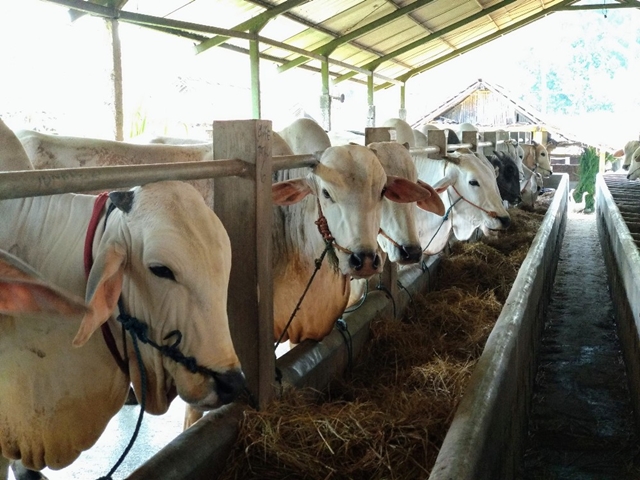 sapi-sapi-di-peternakan-milik-warga-dusun-brayut.jpg