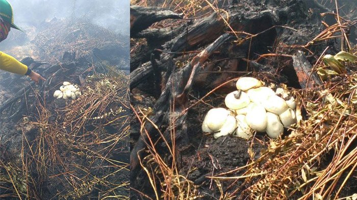 sarang-ular-piton-berisi-belasan-telur-di-hutan-yang-terbakar_20180921_060024.jpg
