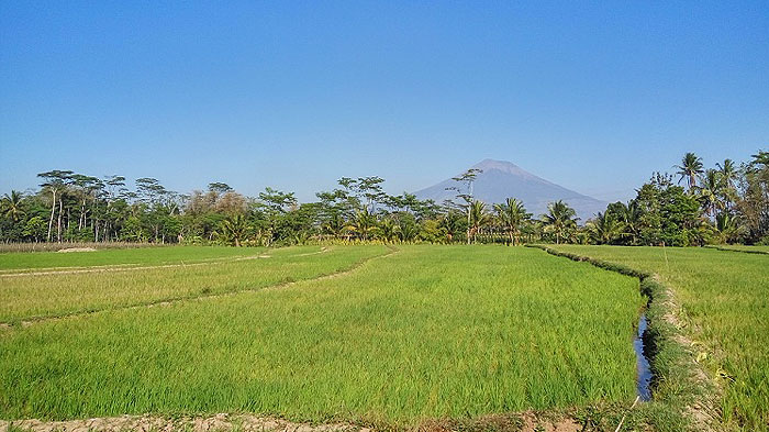 sawah-terdampak-tol-yogyakarta-solo-wilayah-klaten-dihargai-rp600-ribu-per-meter.jpg
