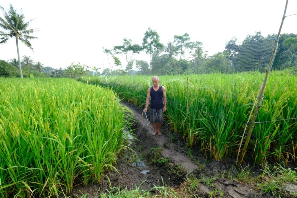 seorang-petani-sedang-merawat-tanaman-padi-pim-di-lahan-bengkok-cacaban.jpg