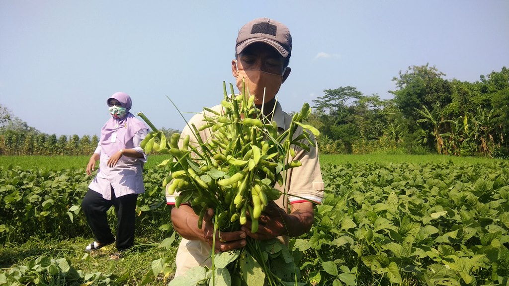 sertu-rohmat-sujadi-bersama-penyuluh-pertanian-dari-dppkp-bantul-sedang-memanen-kedelai-edamame.jpg