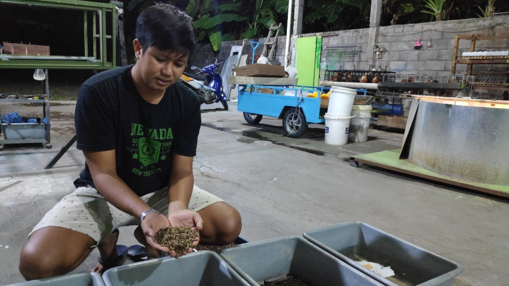setelah-bangkrut-beternak-bebek-warga-bantul-sukses-budidaya-maggot-untuk-pakan-alternatif-ternak.jpg