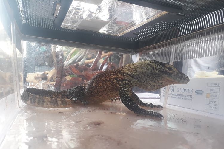 sindikat-penjual-komodo-berhasil-jual-41-ekor-hingga-ke-luar-negeri-harganya-rp500-juta-per-ekor.jpg