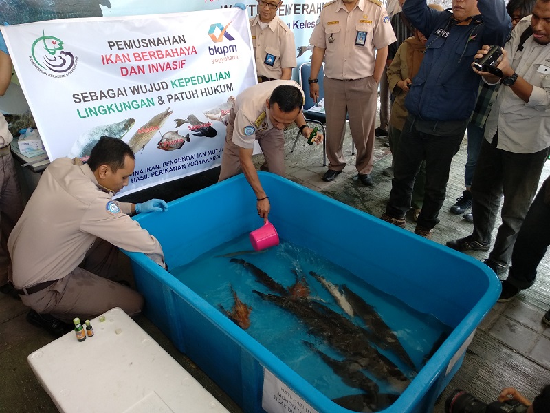 Stasiun KIPM Yogyakarta Musnahkan Ikan Predator Berbahaya