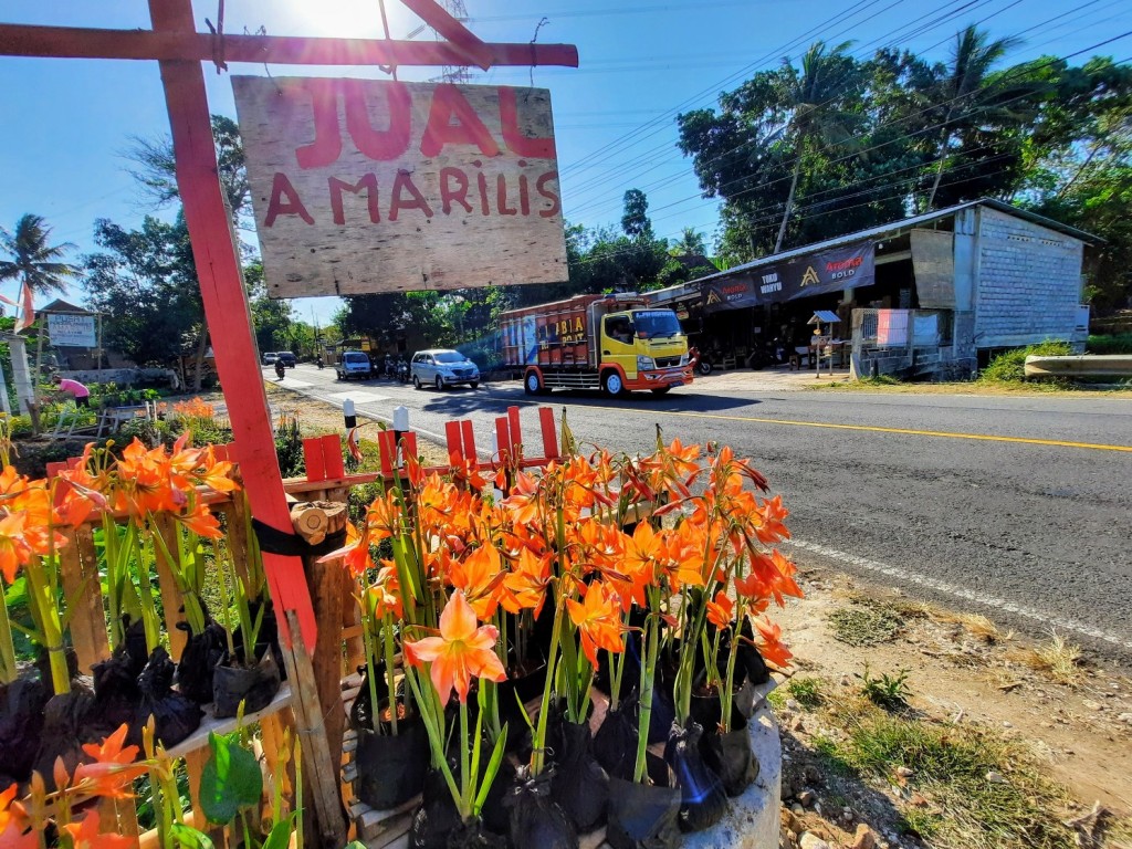 tak-ada-kunjungan-penjualan-bibit-amarilis-gunungkidul-anjlok.jpg