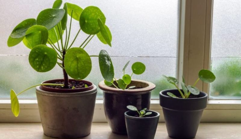 tanaman-hias-chinese-money-plant.jpg