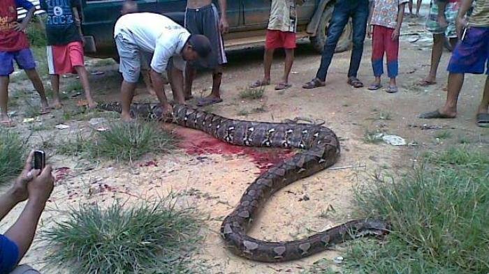 ular-berukuran-besar_20170918_221503.jpg