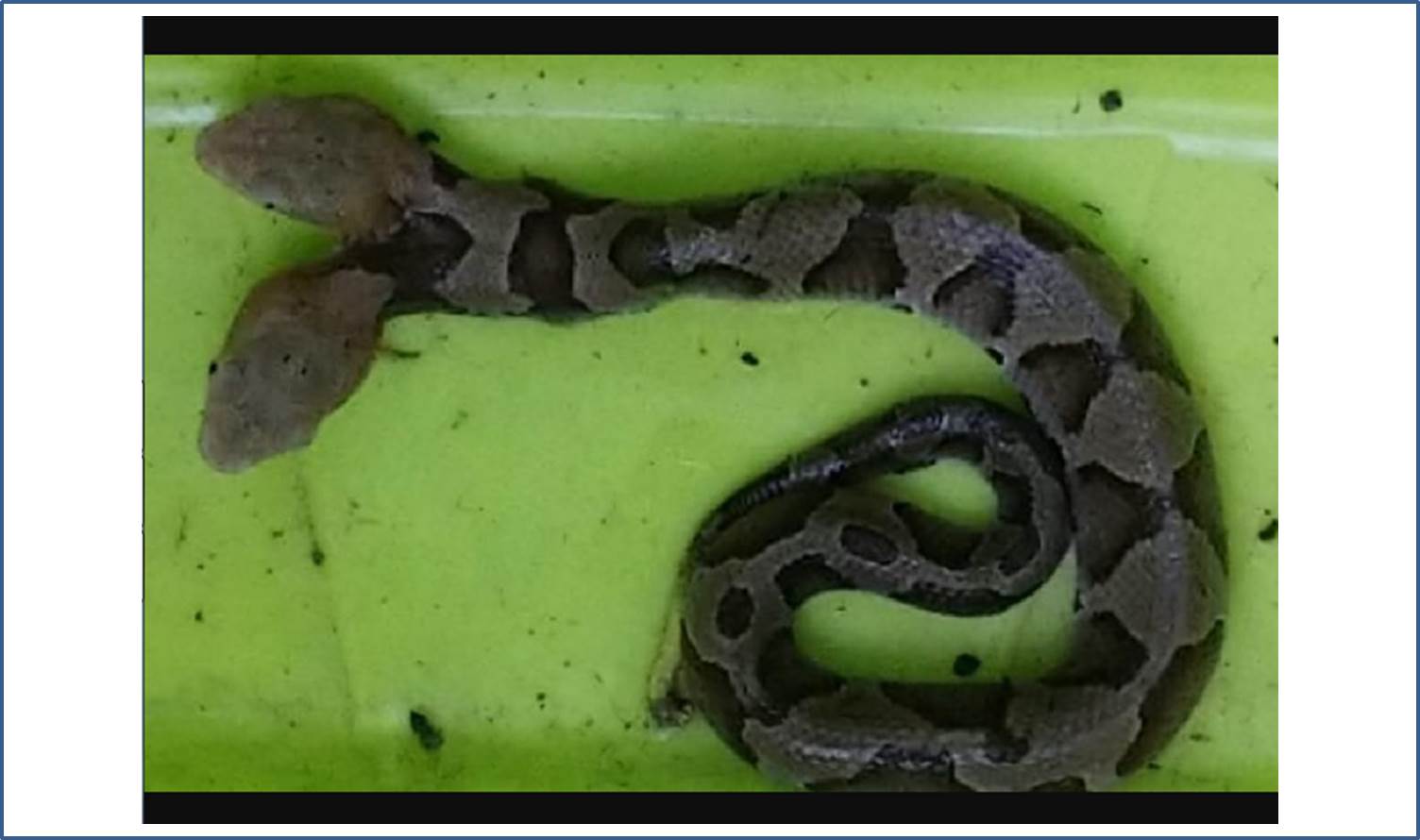 ular-copperhead-berkepala-dua2_20180925_080803.jpg