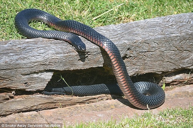 ular-di-australia_20180904_102011.jpg