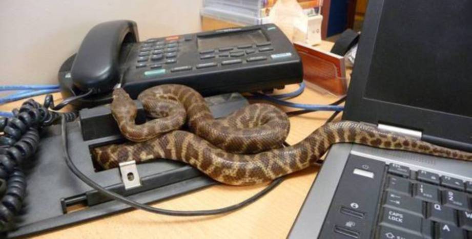 Ular Warna Hitam Masuk Gedung Kementerian, Presiden Tak Bisa Masuk Ruang Kantor