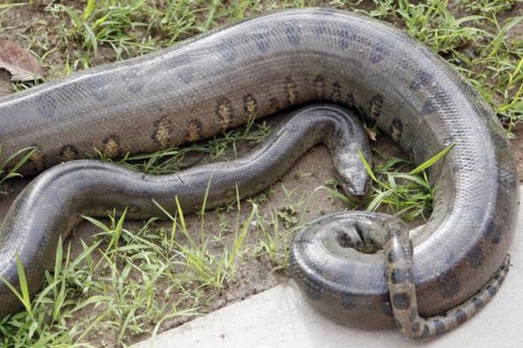 Uch kishilik jinsiy aloqa mmf navbat bilan