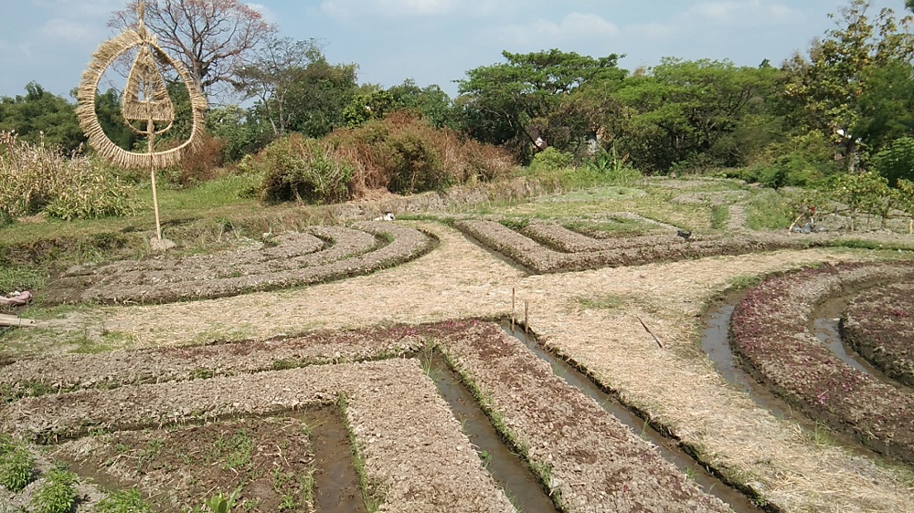 unik-warga-klaten-ini-sulap-lahan-jadi-kebun-bermotif-batik.jpg