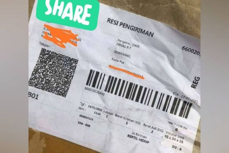 viral-medsos-ular-king-kobra-lepas-saat-dikirim-dari-semarang-ke-surabaya.jpg