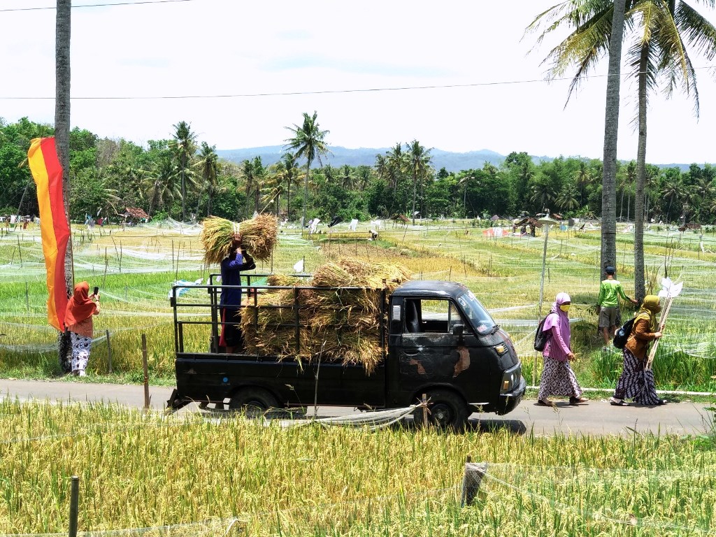 warga-mengangkut-hasil-panen-padi-di-pedukuhan-gelaran-bejiharjo.jpg