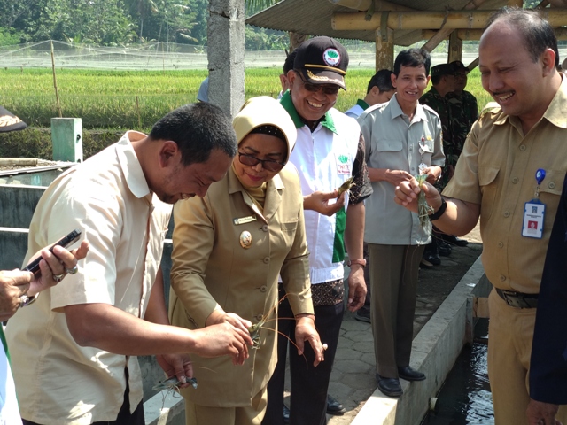 warga-semberembe-akui-hasil-mina-padi-lebih-menguntungkan_20180813_134105.jpg